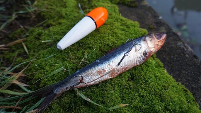 Dead Bait Smelt deadbait mounted on a semi-barbed pike trace